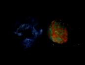 2017-11-09%2003-30-41%20Crab%20Sector%20HH-V%20c%202-1.jpg