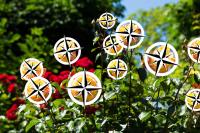 compass-rose-bush.jpg